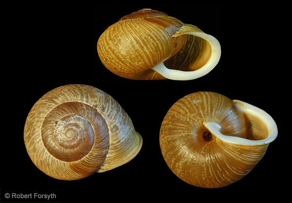Photo of Allogona townsendiana by <a href="http://www.mollus.ca/">Robert  Forsyth</a>